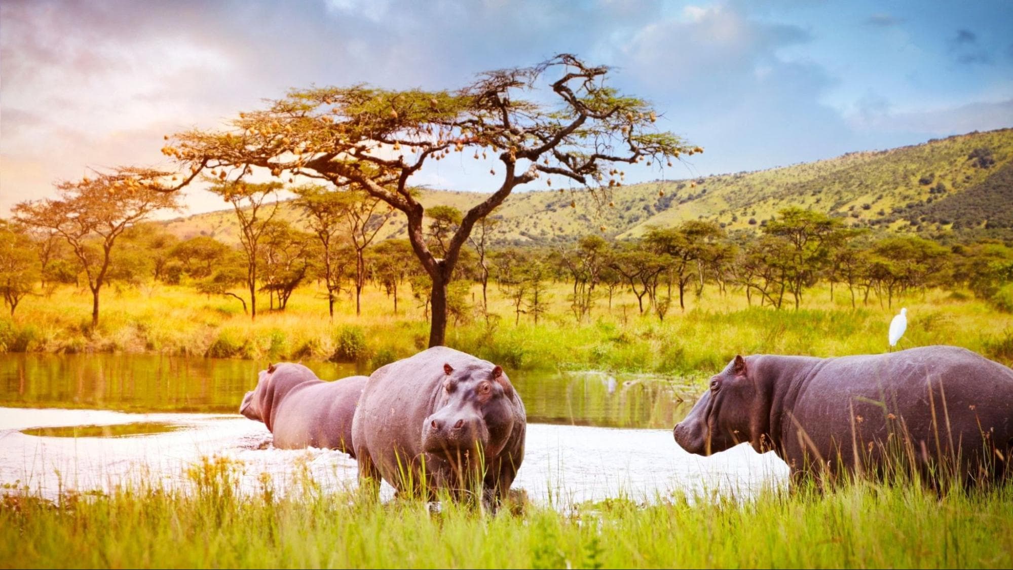 Hippopotames dans le parc national d'Akagera